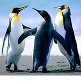zc*@163.com
